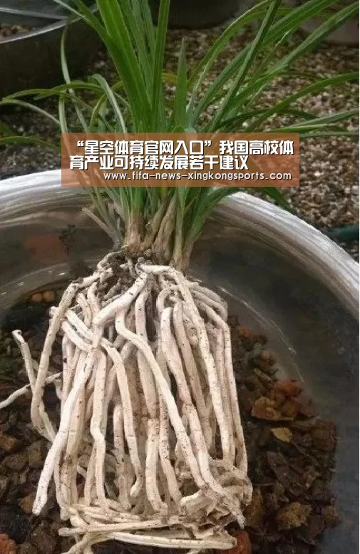 星空体育官网入口